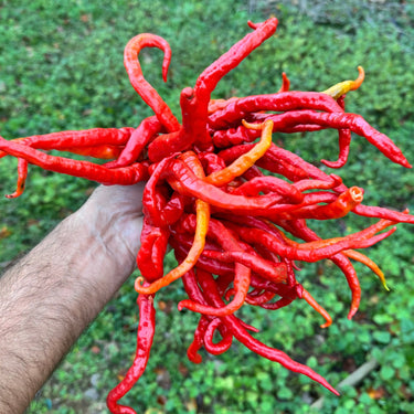 Thunder Cayenne - Seeds - The Pepper Pantry (Formerly Marie Sharp's)